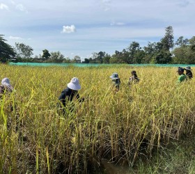 โครงการยกระดับเกษตรอินทรีย์ตำบลกำแมด ในวันที่ 11 พ.ย. 2568